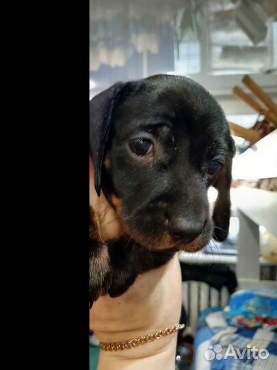 Щенки таксы