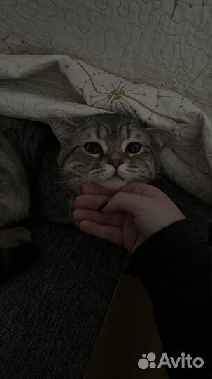 Вязка