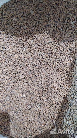 Комбикорм, Зерно, добавки, премиксы