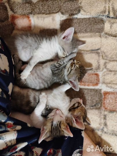 Котята подкидыши в добрые руки