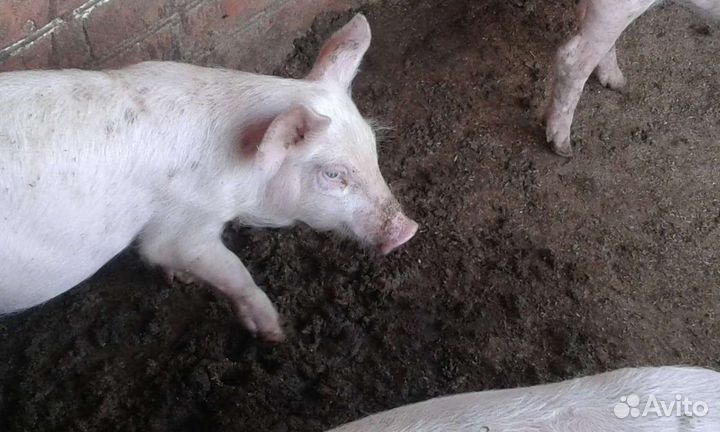 Поросята кб