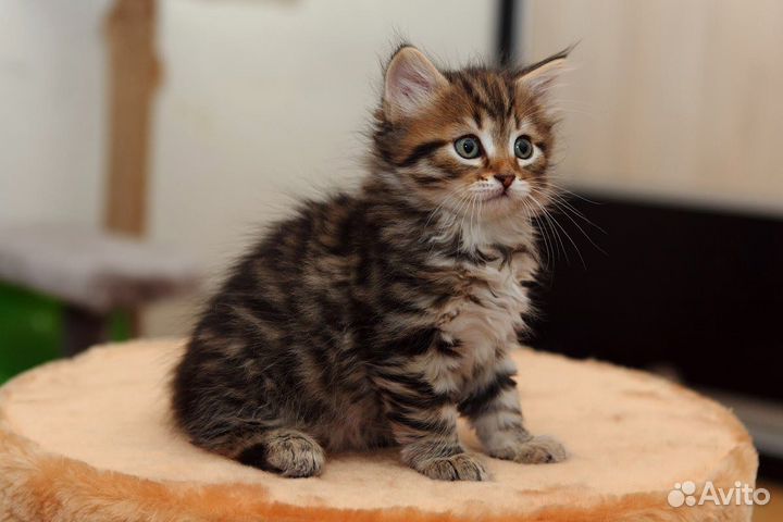 Тигрово-полосатые сибирские котята