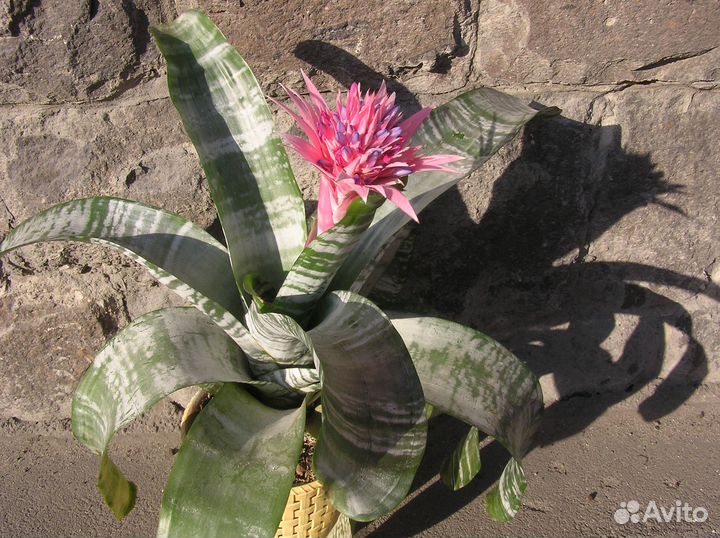 Эхмея цветущая