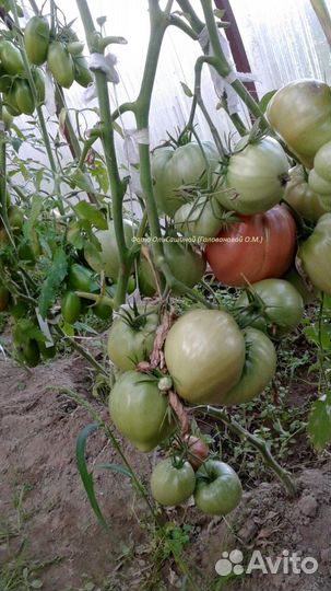 Семена коллекционных сортов томатов и перцев