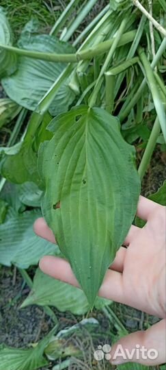 Хоста (растение) светлозеленая с темной каймой