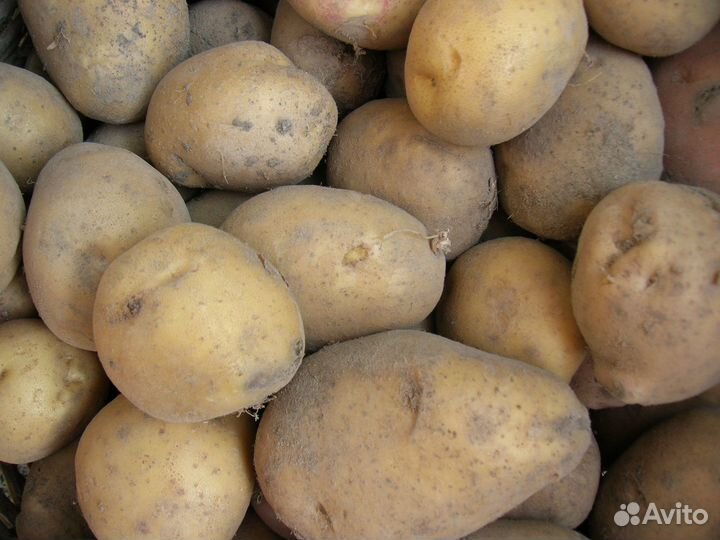 Продам картофель