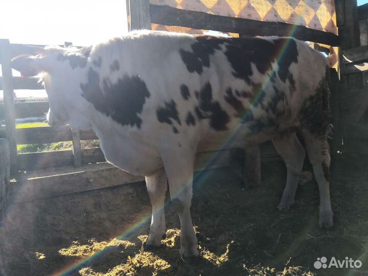 Тёлка высокоудойной породы