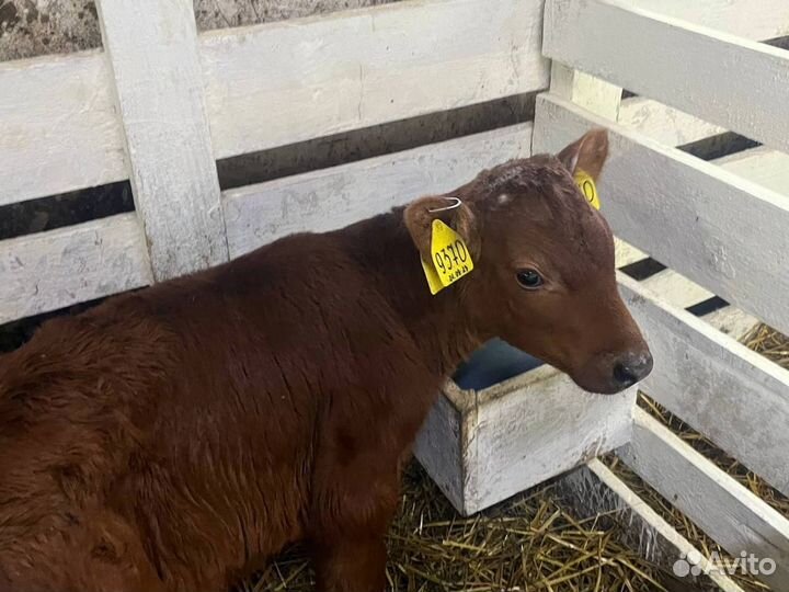 Телята шустрые бычки и телки