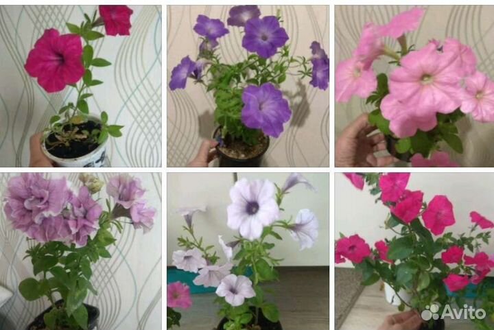 Петунии сортовые