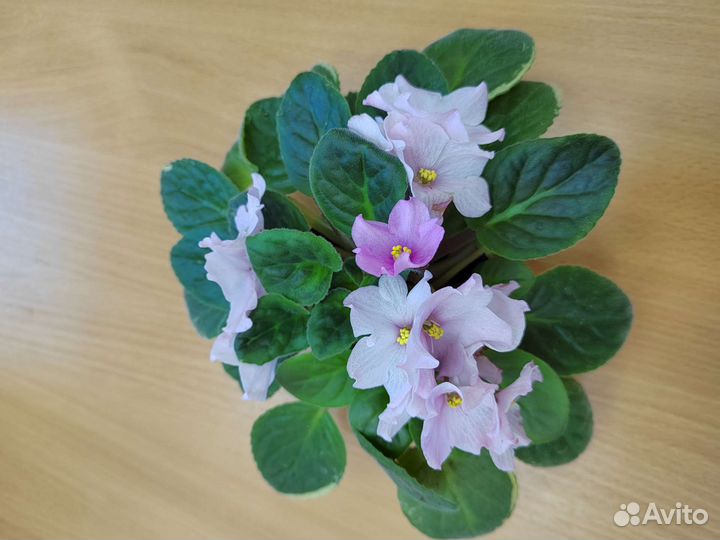 Комнатные цветы фиалки