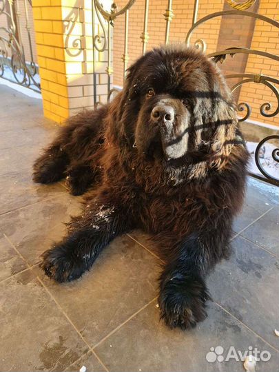 Ньюфаундленд