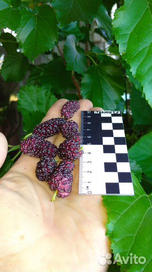 Саженцы экзотических и редких шелковиц (для юга)