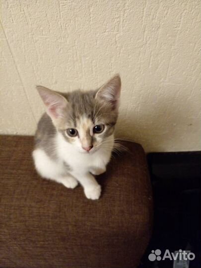 Юная кошка ищет товарищей по играм