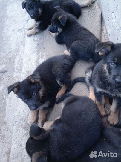 Собаки щенки