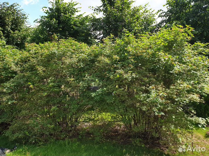 Бульдонеж (бульденеж) кусты 2,5-3 м