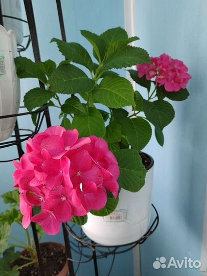 Гортензия крупнолистная