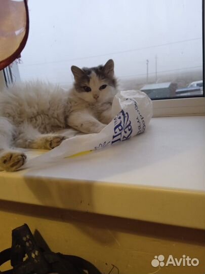 Кошки