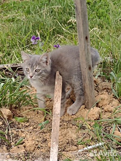 Кошки в добрые руки бесплатно