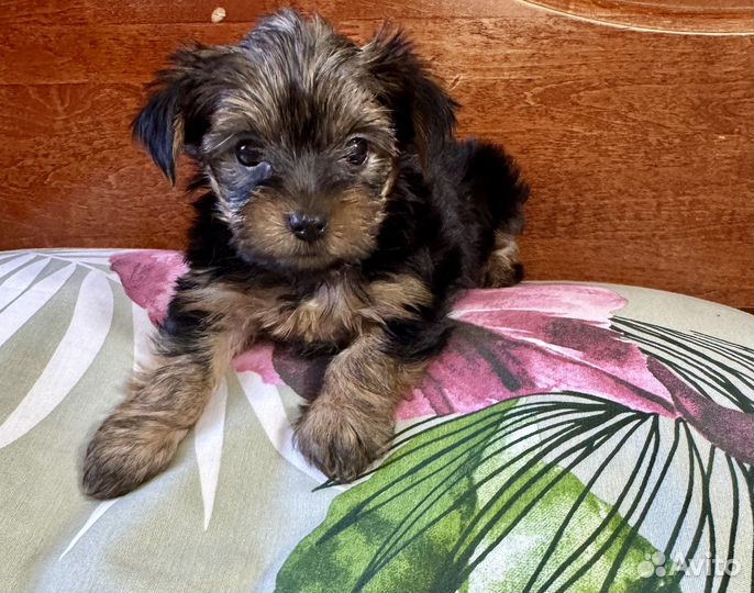 Йоркширский терьер