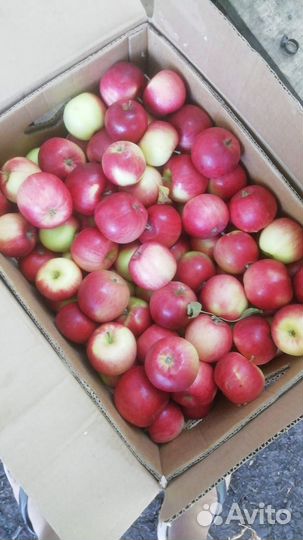 Яблоки оптом