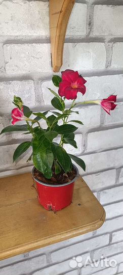 Цикас, Дипладения,криптантусы, строманта