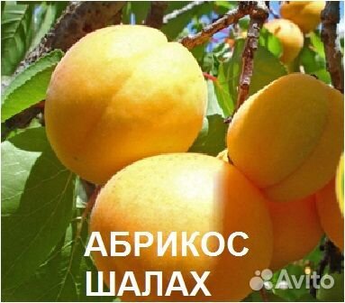 Саженцы абрикоса