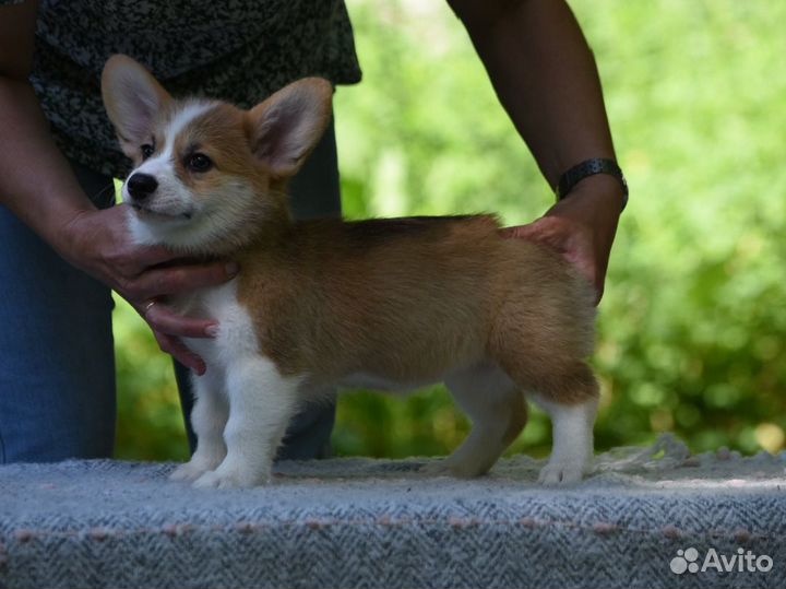 Щеночки корги