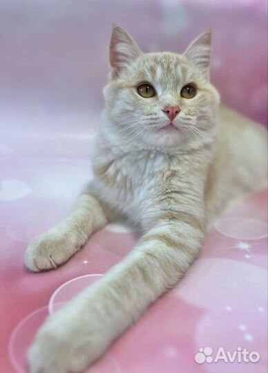 Котик подросток в добрые руки