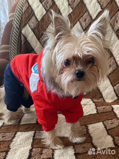 Зимний комбинезон новый