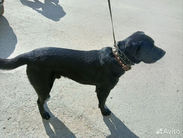 Отдам в добрые руки лабрадора