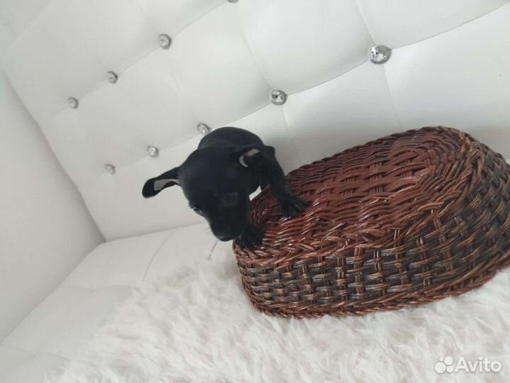 Чихуахуа, тойтерьеры, карликовые пинчеры Доставка