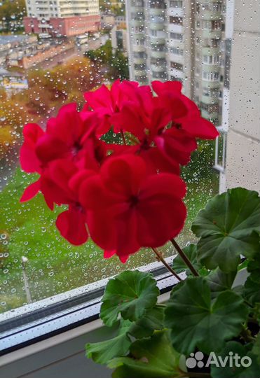 Пеларгония зональная