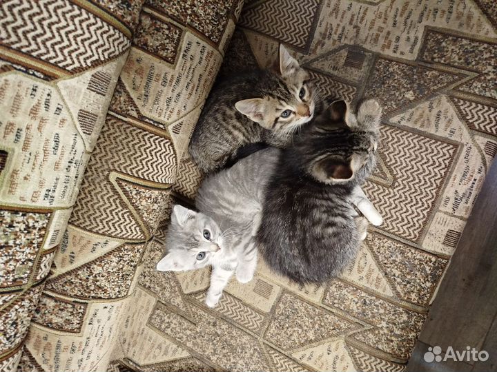 Котята в добрые руки