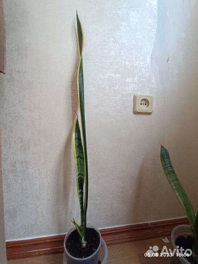 Сансевиерия лауренти