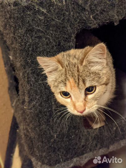 Девочке Ляле нужен дом