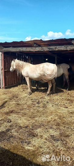 Кобыла с жеребенком