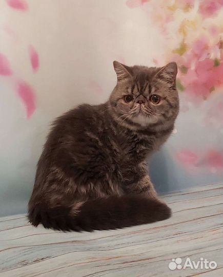 Экзотический кот