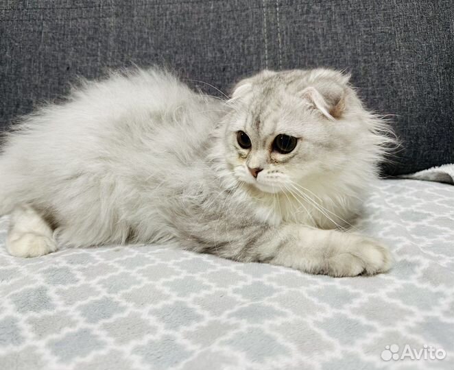 Шотландский вислоухий котенок