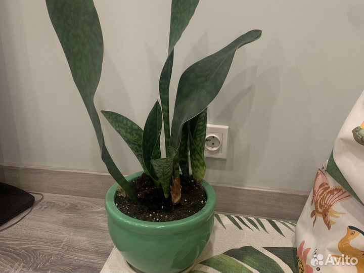 Комнатное растение Сансевиерия масониана