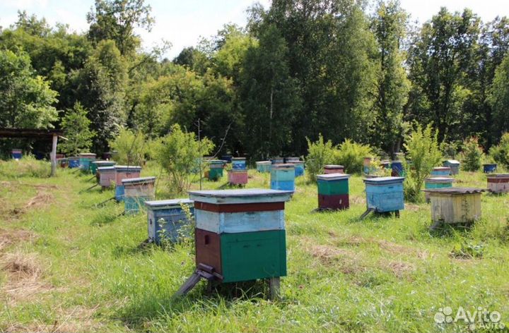 Мед натуральный алтайский оптом