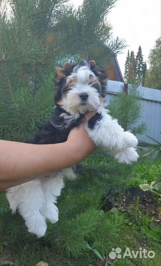 Бивер терьер щенки