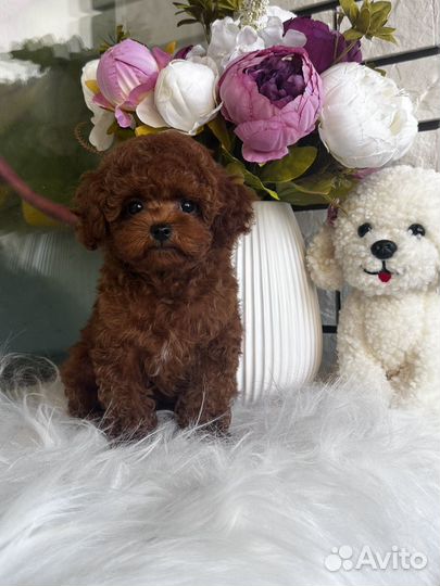 Тедди пудель мальчик от китайской пары