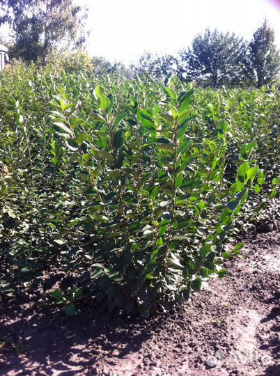 Продам кусты кизильника блестящего