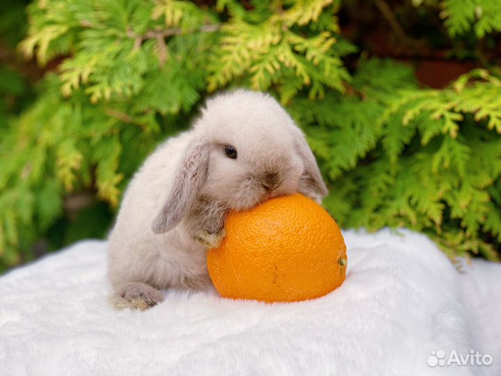 Карликовые кролики, клетки