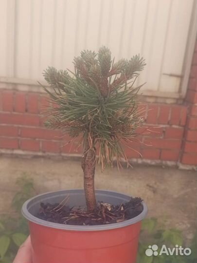 Голубые ели