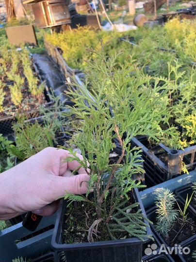 Туи в ассортименте