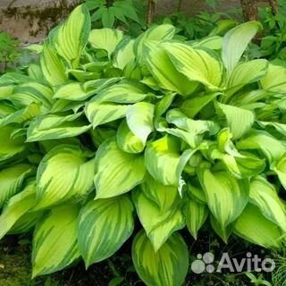 Хоста в ассортименте