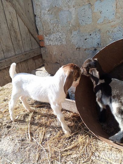 Козлята