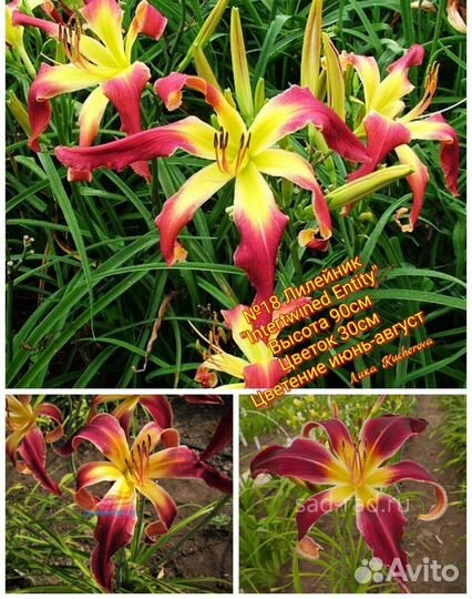 Лилейники сортовые почта/сдек