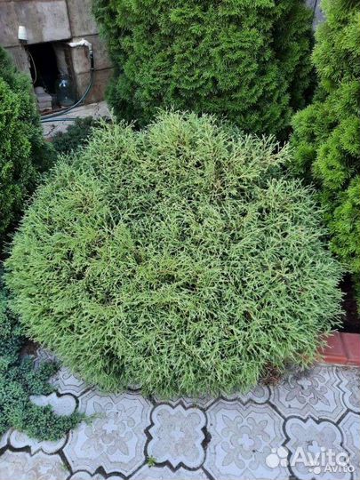Туя карликовая шаровидная